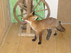 Fuchs