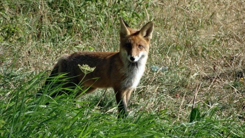 Fuchs