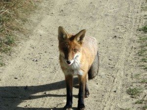 Fuchs