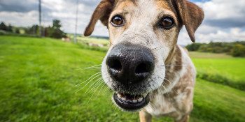 Media i przestępczość