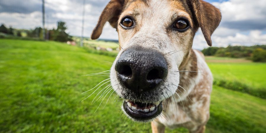Media i przestępczość