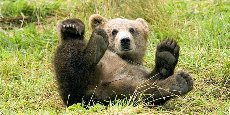 podpisujemy petycję